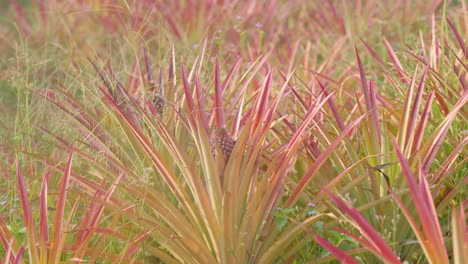 Field-of-pink-pineapple-plants-producing-fruits-subtly-waving-on-the-wind.