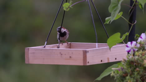 Kleiner-Vogel,-Der-In-Maine-Auf-Einem-Tablett-Feeder-Frisst