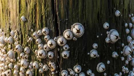 a close-up view of barnacles adorning a weathered wooden post, capturing the intricate patterns and textures of nature's marine life
