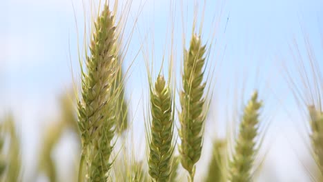 wheat field