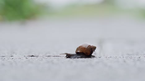 Eine-Afrikanische-Landschnecke,-Die-Sich-An-Einem-Regnerischen-Tag-über-Einen-Weg-Bewegt