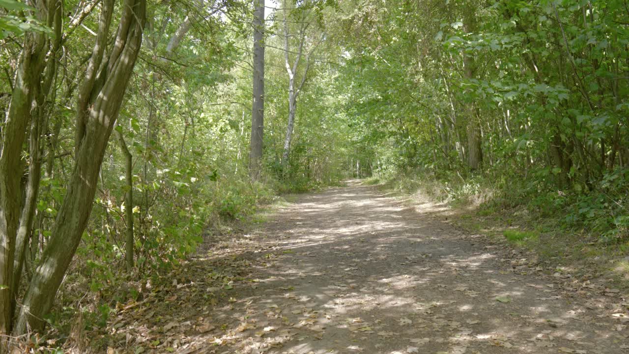 Forest trail path covered in tree leaves, nature woodland walk outdoor