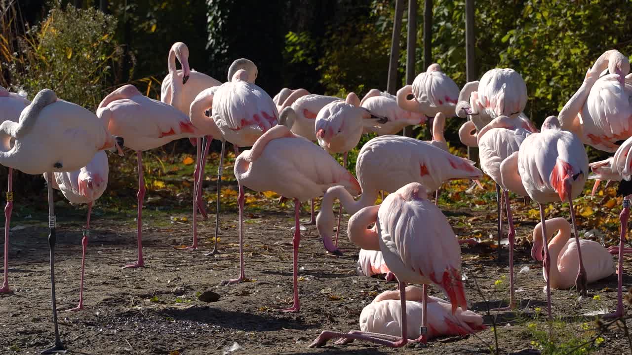 grupo de flamencos relajándose y tomando el sol dentro del zoológico público
