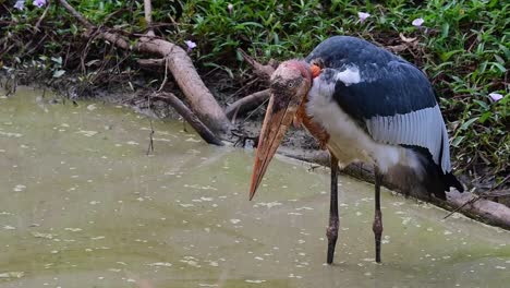 ayudante mayor, leptoptilos dubius, buriram, tailandia