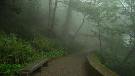 stone path leading through mist and fog in villa sassetti trail