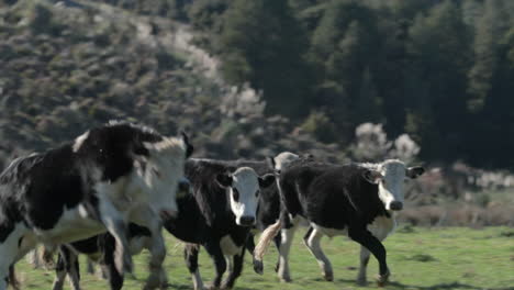 herd of black and white cows running around farm