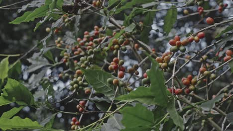 coffee plant with ripe and unripe berries