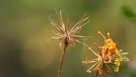 dry flowers in sun . beautiful