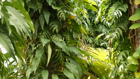 juicy exotic tropical monstera leaves seamless looped backdrop. summer lush foliage, greenery in paradise garden. abstract natural dark green jungle vegetation background pattern, wild rain forest