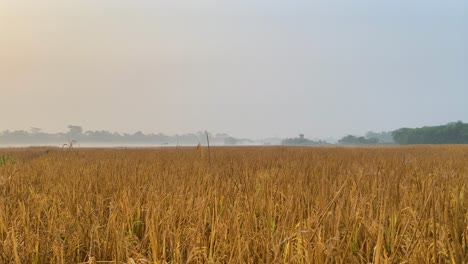 Wide-view-of-vast-paddy-farmland-field-with-morning-winter-fog,-lowering-down