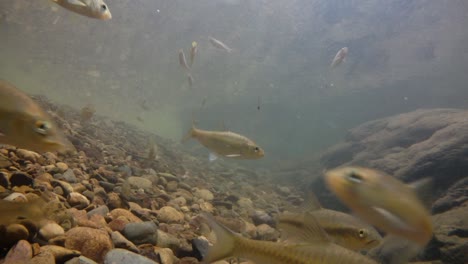 Der-Kaeng-Krachan-Nationalpark-Ist-Die-Heimat-Vieler-Fantastischer-Wildtiere-Und-Die-Bäche-Sind-Eine-Lebensquelle-Für-Frisches-Wasser,-Das-Tiere-Trinken-Und-Fische-Herumschwimmen-Können