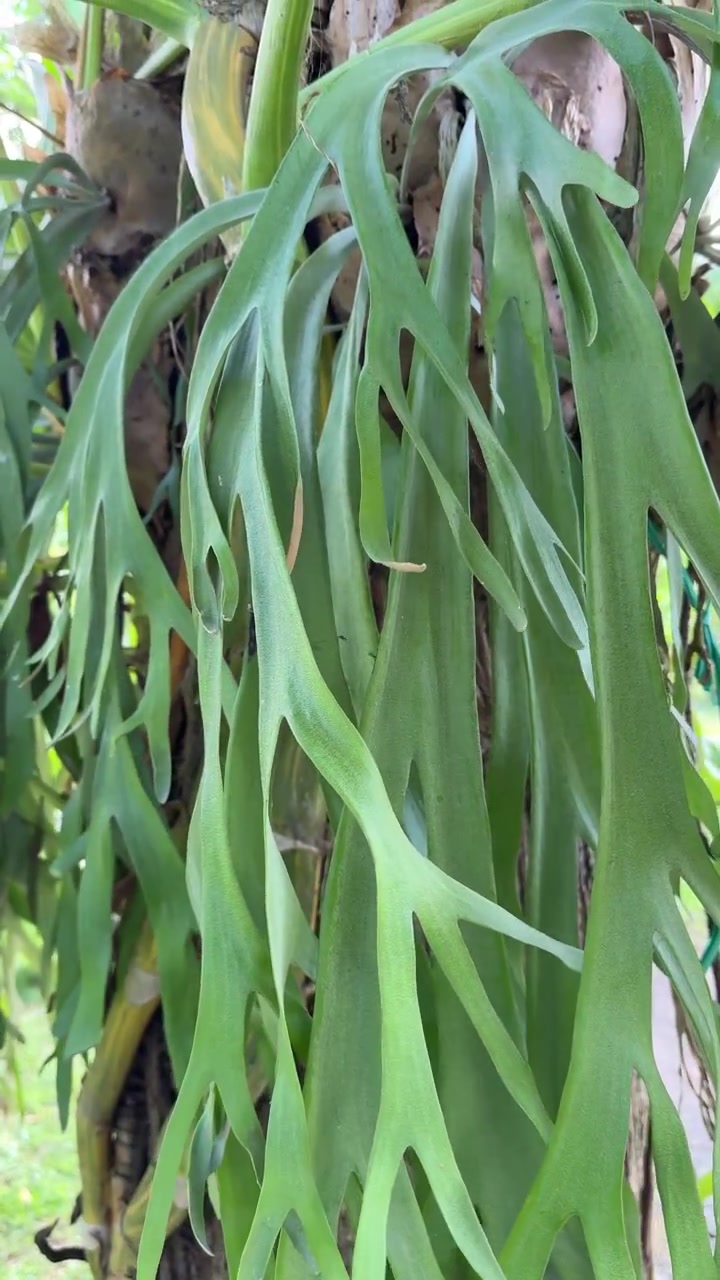Staghorn Fern Growing on a Tree Trunk