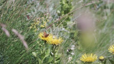 butterfly on yellow flowers in meadow