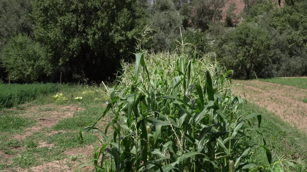 Tall leaves in the center of a cultivated field. On each side, the harvest has already been done