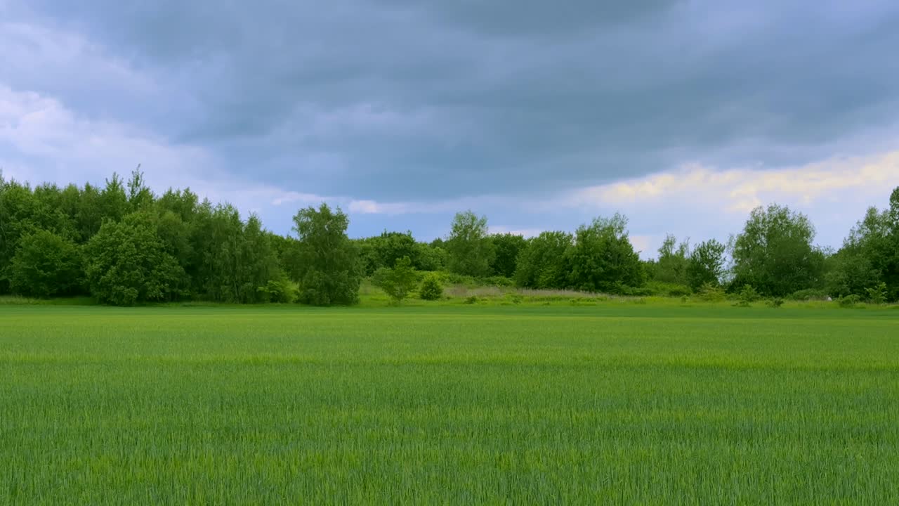 Summer Wind Across Quiet Field