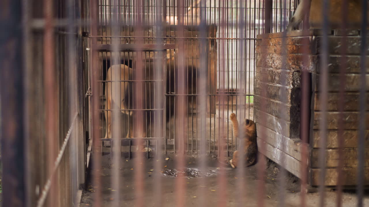 puppy behind rusted metal bars in urban shelter corridor with wet concrete floor, muted light seeping through grid, small brown puppy peeks from wooden crate inside cage, atmosphere of neglect mixed