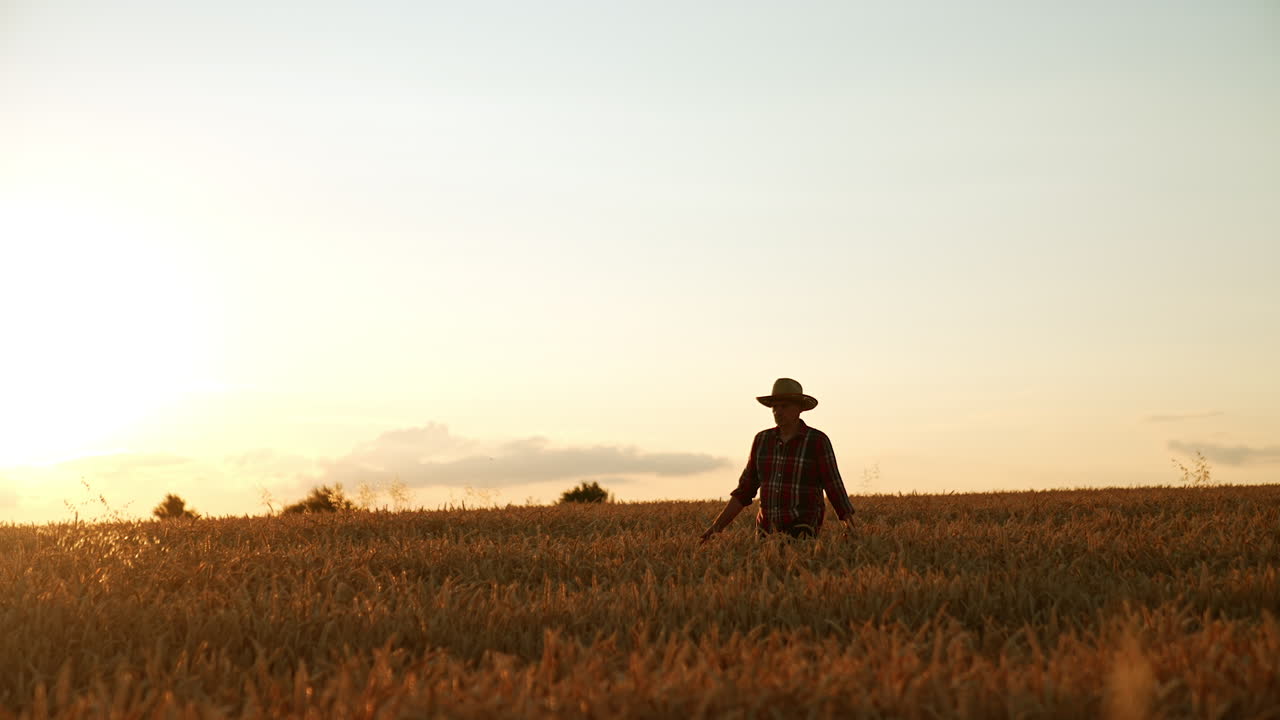 Old man in checkered shirt and hat is in the field of ripe wheat at sunset. Farmer checks his plantation of corn ready to be cropped.