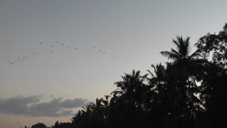 Palmen-Und-Ein-Vogelschwarm-Stehen-Hoch-Am-Himmel-1