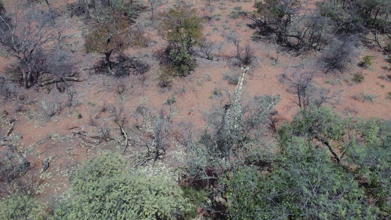 Giraffa della Namibia che cammina tra alberi e cespugli del deserto africano, vista aerea.
