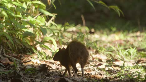 un pequeño agutí agita su parte trasera mientras busca comida en el suelo