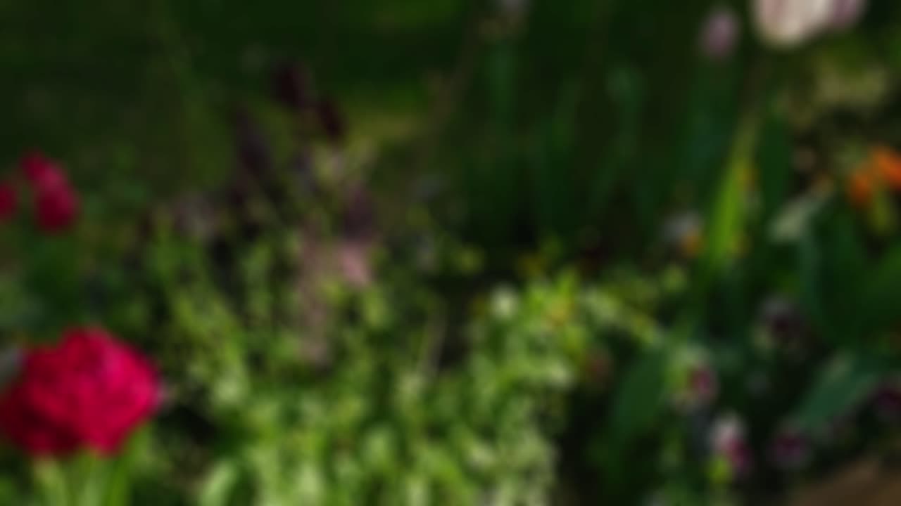 primer plano de cardán de flores rojas en el jardín