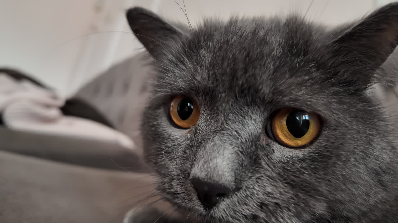 Close up black biritsh fold cat at home