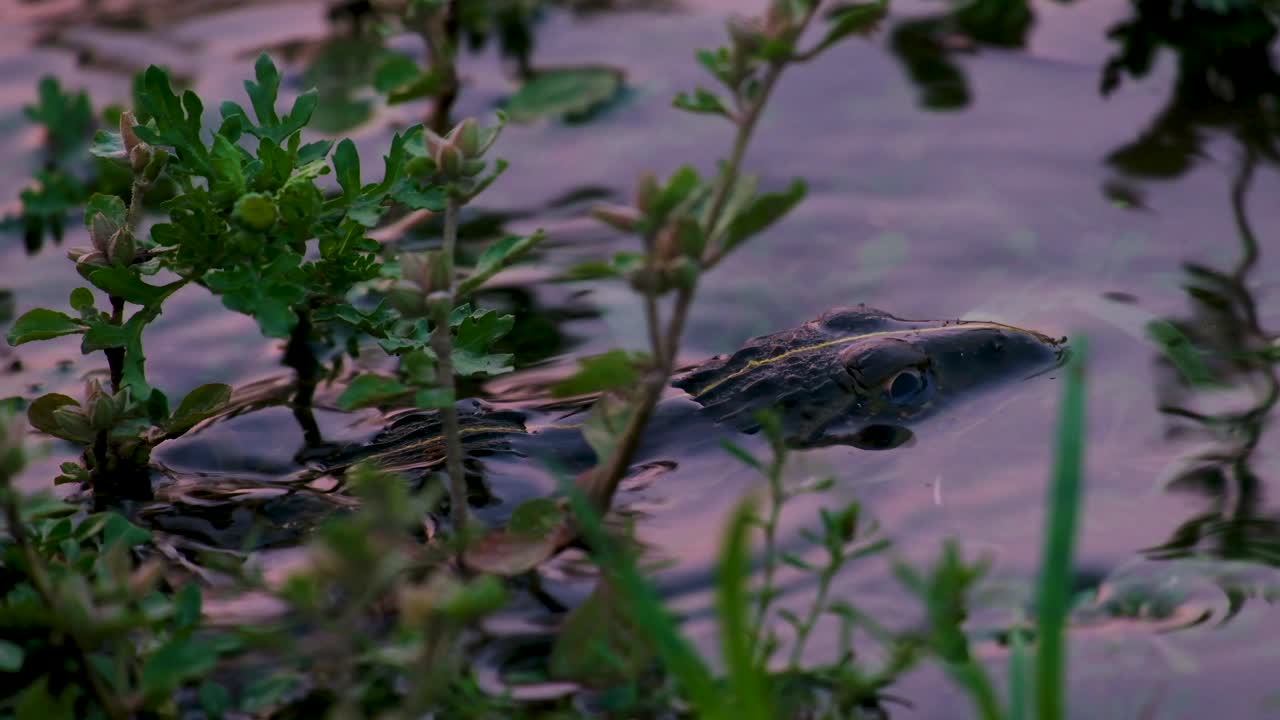 Indisk oksefrosk - Hoplobatrachus tigerinus - gjemmer seg i et tjern bak vegetasjonen