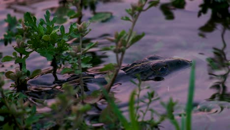 Indian-Bullfrog---Hoplobatrachus-tigerinus---hiding-in-a-pond-water-behind-the-vegetation