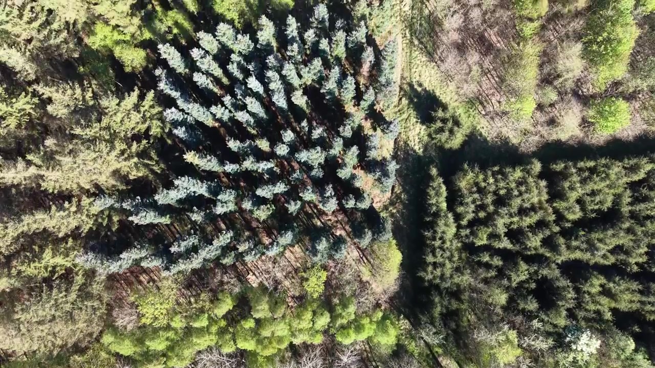 En sporende droneoptagelse oppefra og ned, der bevæger sig direkte over et varieret skovkronetag og landbrugsmarker på det danske landskab.