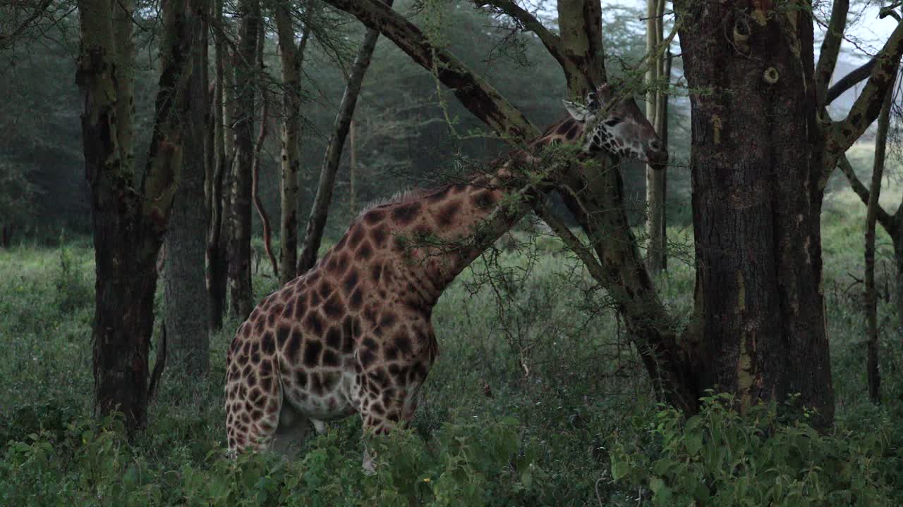 una jirafa comiendo hojas en el bosque, el parque nacional de aberdare en kenia - toma amplia