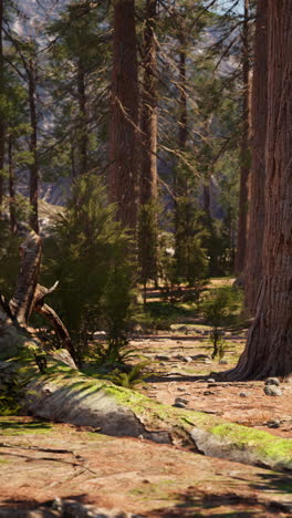 sunlit forest path