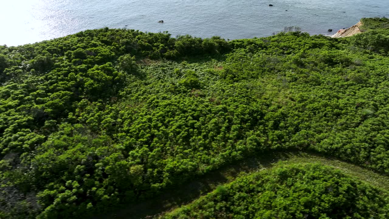 Drone shot of the dense vegetation lining the shoreline of Martha's Vineyard, Massachusetts