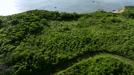 Toma-De-Drone-De-La-Densa-Vegetación-Que-Bordea-La-Costa-Del-Viñedo-De-Martha,-Massachusetts