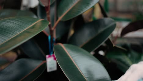 Unrecognizable-gardener-wipes-lush-green-leaf-of-huge-plant-in-hothouse