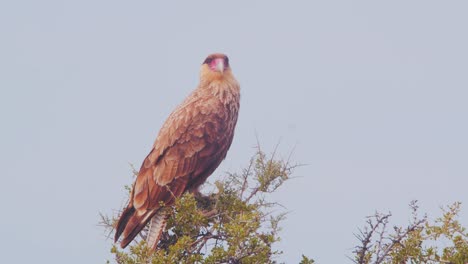 caracara de cresta, plancus encaramado en la parte superior de un arbusto espinoso, depredador de colores brillantes mirando a su alrededor