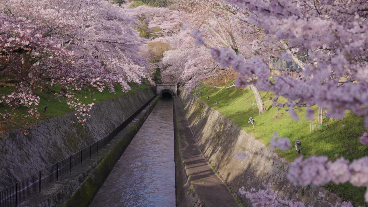 Canale Biwako all'inizio della primavera, fioritura dei Sakura del vecchio canale Sosui, Shiga Giappone