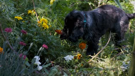 Cute-Spaniel-Puppy-Dog-Explores-a-Colorful-Blooming-Flower-Garden-in-Slow-Motion,-Fixed-Soft-Focus