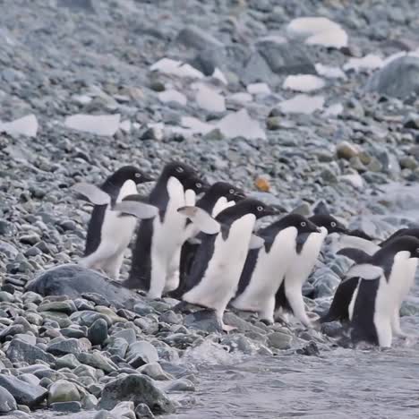 pingüinos adelie de la antártida sumergiéndose en una ola en el ártico