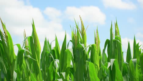 corn field blowing in the wind with blue sky and clouds