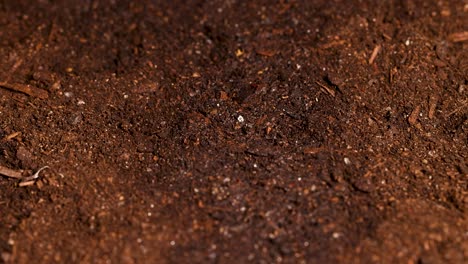 water mist gently sprays over dark soil, creating a rain effect in a controlled laboratory environment