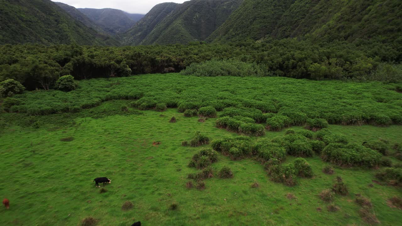 valle de pololu en hawai con ganado y pájaros - drone revela en un día nublado