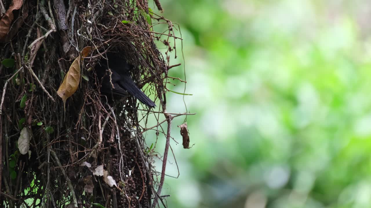 Just entered the nest with its tail out while tending its nestlings, Dusky Broadbill Corydon sumatranus, Thailand
