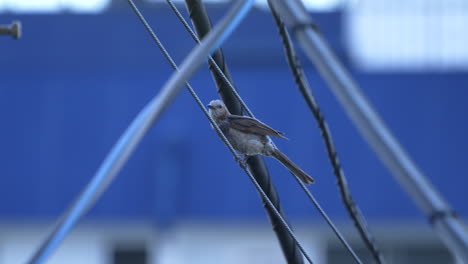 view of a brown-eared bulbul perching on a wire outdoors - close up