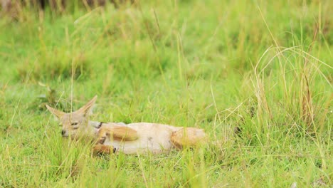 slow motion shot of dead antelope prey lying in the grass of the savannah, circle of life, ecosystem food chain of african wildlife in maasai mara, kenya, africa safari animals in masai mara