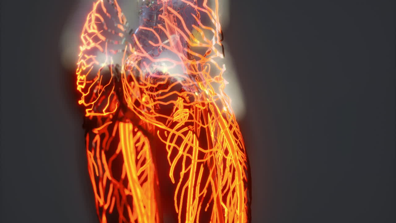 Detailed view of blood vessel anatomy showing veins and arteries in human body