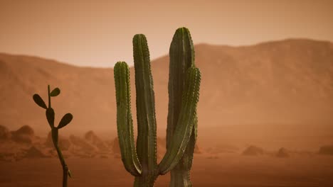 Arizona-Wüstensonnenuntergang-Mit-Riesigem-Saguaro-Kaktus