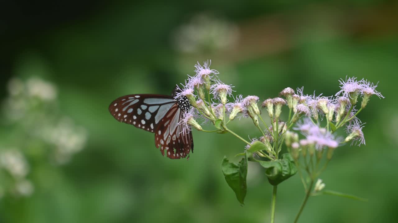 Tigre vitrea blu scuro, Ideopsis vulgaris macrina, Farfalla, Parco Nazionale Kaeng Krachan, Thailandia, Filmato in 4K