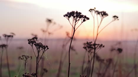 silhouetted dry flowers in soft-focus meadow, warm sunset glow in rural latvia