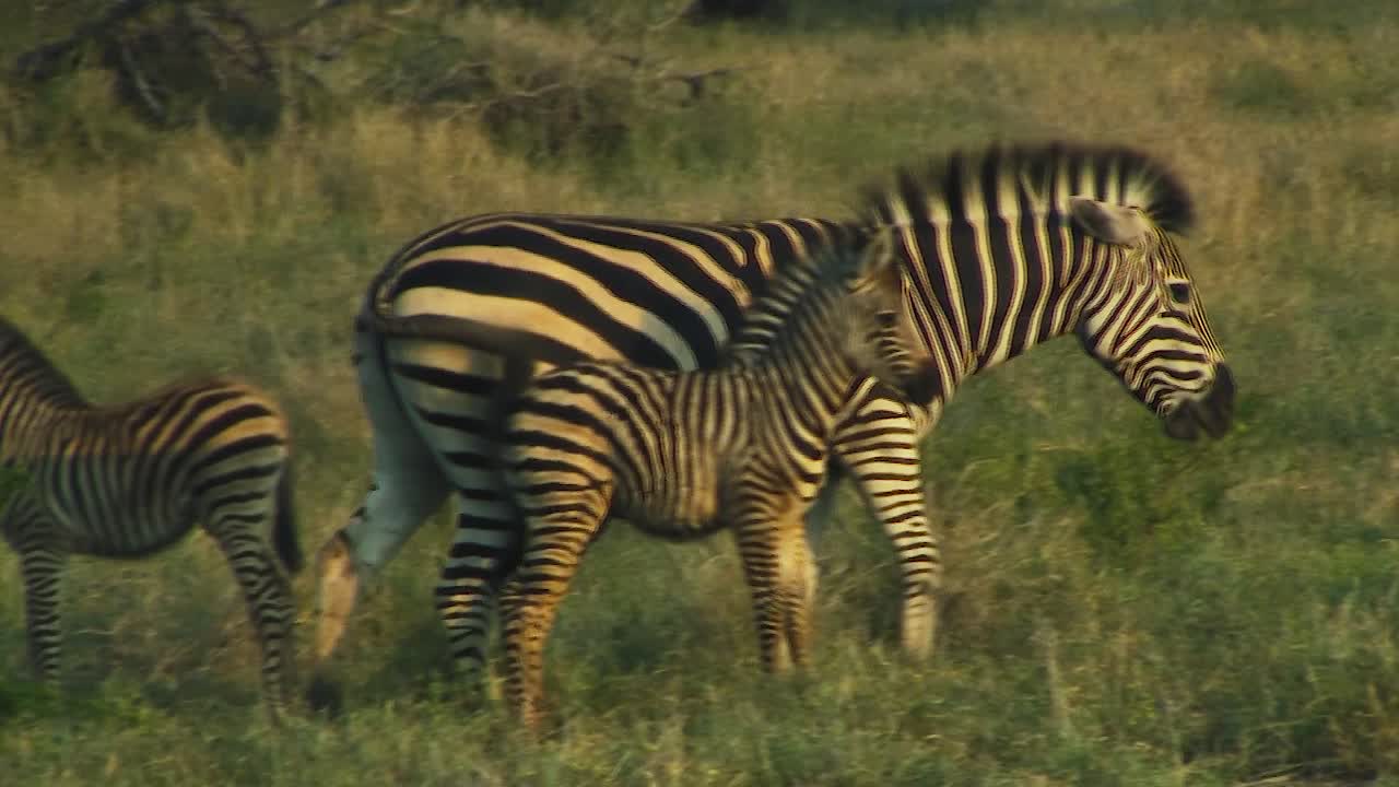 Mother Zebra and Foal in African Savanna