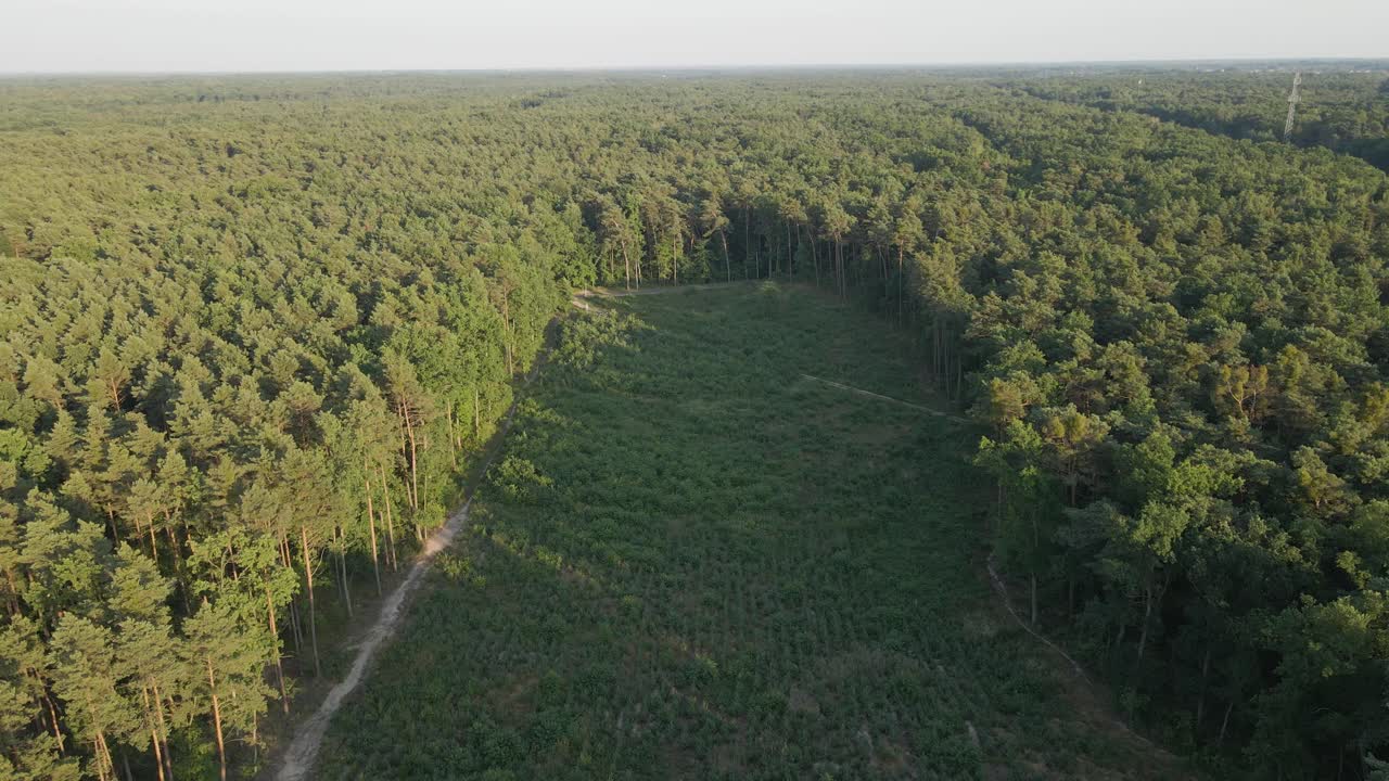 vista aérea que muestra el campo después de la deforestación de árboles en el desierto durante el día soleado